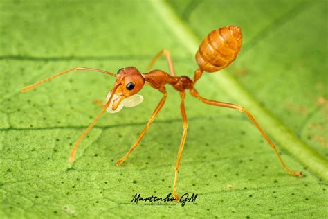 Oecophylla smaragdina, Asian Weaver Ants. Ecology and Care Guide — The ...