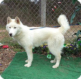 White Huskita (Husky/Akita) saved from kill shelter. 8 mos. old. Green ...