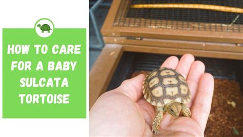 How to Care for a Baby Sulcata Tortoise - TurtleHolic