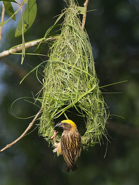 Weavers of SE Asia