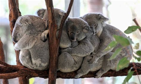 Lone Pine Koala Sanctuary Tickets, Australia | Activities in Australia