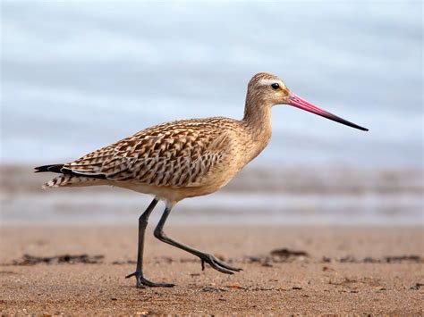 3+ Free Λιμόζα & Sandpiper Photos - Pixabay