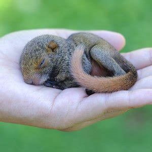 Baby Squirrel Care Guide / Flagler Humane Society Give Advice On Baby ...