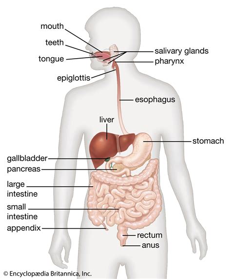 Digestive System – St Mark Tacaca Czarina Aira