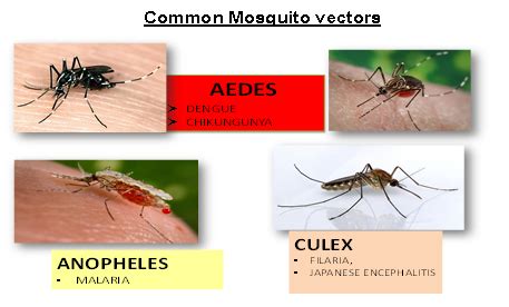 Vector Borne Diseases – Howrah Municipal Corporation