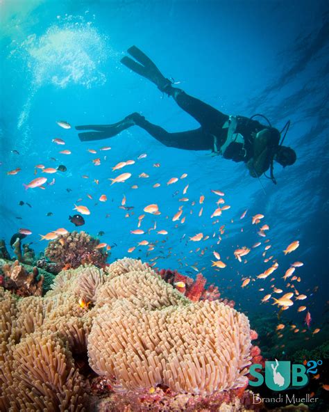 Fiji Diving, The Soft Coral Capital of the World | Scuba Diving Blog