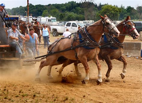 Horse Pull,,,Git-R-Done | "The Sport of Horsepulling" In the… | Flickr