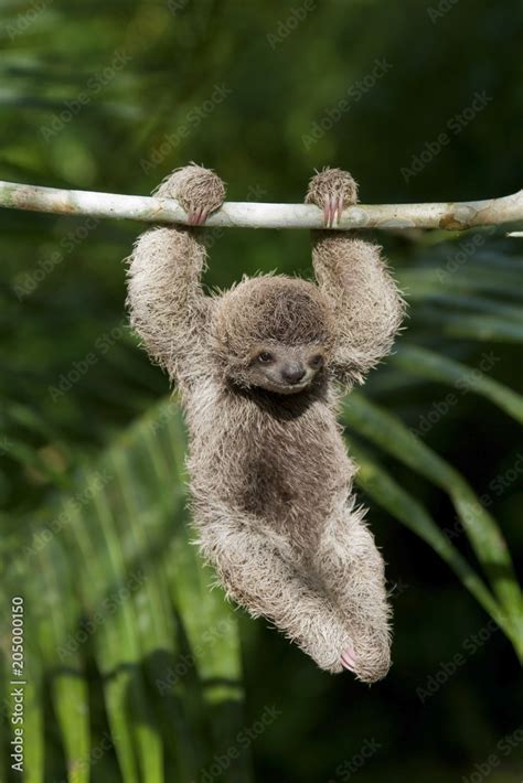 Cute baby Sloth hanging from tree branch Stock Photo | Adobe Stock