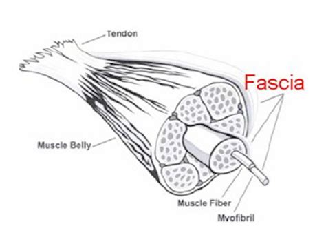 What is Fascia? - Physiosteps