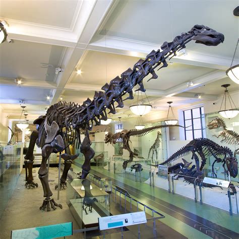 amnhnyc:The Museum’s Apatosaurus, collected in the late 1890s, was the ...