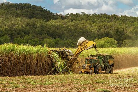 Sugar Cane Harvest Queensland Photograph by Chris De Blank - Pixels