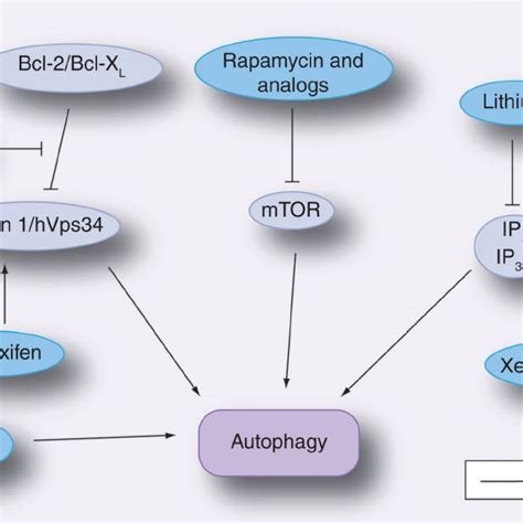 Approaches to stimulate autophagy | Download Scientific Diagram