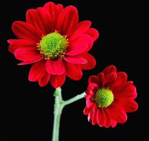 red daisy flowers with green center.jpg Hi-Res 720p HD