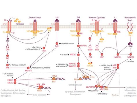 MAPK Antibodies, Proteins, Inhibitors, & Assays - Primary Antibodies