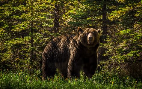 grizzly, Bear, Forest Wallpapers HD / Desktop and Mobile Backgrounds