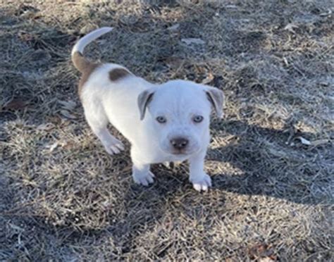 Hi there, I'm Casper | Humane Society of the Pikes Peak Region