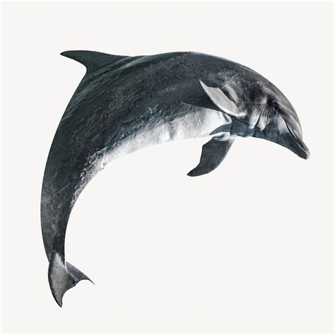 Blue dolphins, isolated design | Free Photo - rawpixel