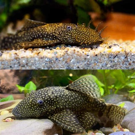 Bristlenose Pleco - Planted Tank Mates