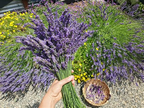 Harvesting Fresh Lavender: How to Harvest, Prune & Dry Lavender Flowers ...