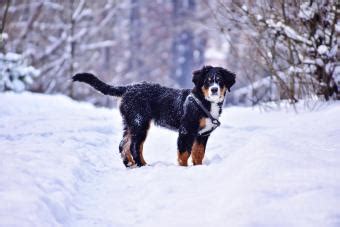 17 Best Dog Breeds That Do Well in Cold Weather | LoveToKnow Pets