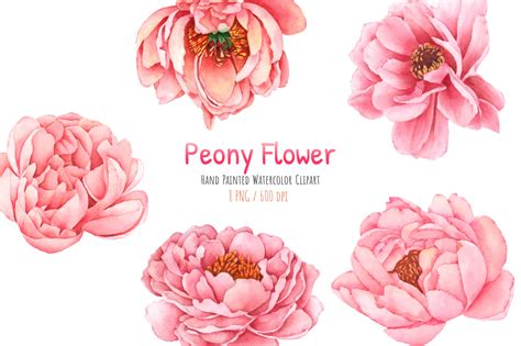 Watercolor Peony Flower Clipart, PNG Grafik Von Wannafang · Creative ...