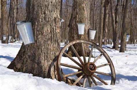 Maple Syrup Season - Terrain.org