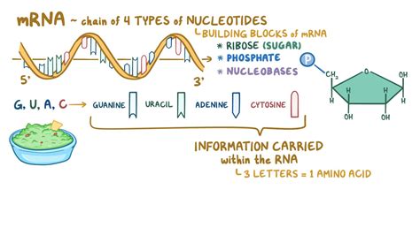 Mrna Definition