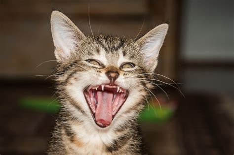 Free Images : pet, kitten, facial expression, fauna, yawn, close up ...