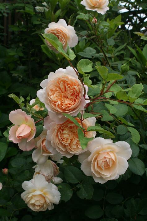 Crocus Rose 2012.05.24 | David austin roses, Beautiful flowers ...