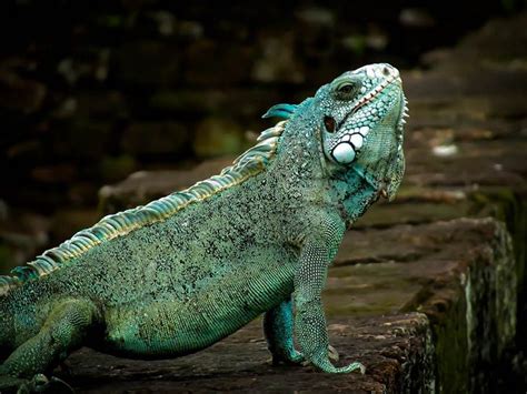 IGUANA AT DEVIL'S ISLAND-FRENCH GUIANA | French guiana, Iguana, French ...