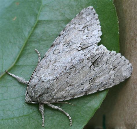 American Dagger Moth - Acronicta americana - BugGuide.Net