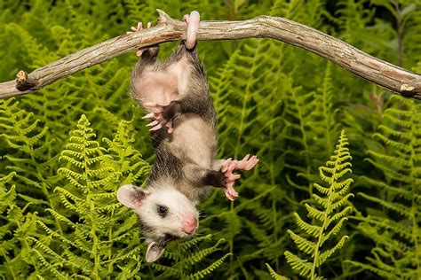 15 Things You Didn't Know About Opossums - WorldAtlas