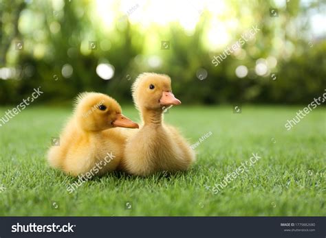 52,913 Yellow Baby Duck Images, Stock Photos & Vectors | Shutterstock