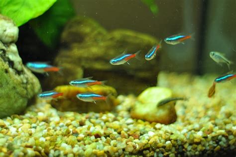 15 Best Fish For Small Tanks (With Pics!) - Don't Miss Out