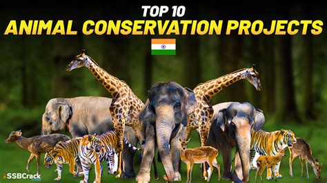 Top 10 Animal Conservation Projects In India [MUST WATCH]