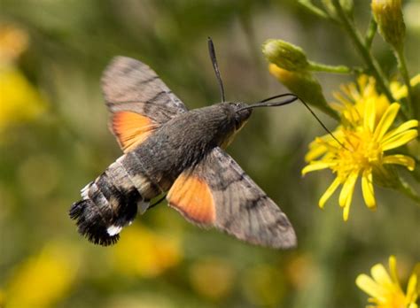 Hummingbird Hawk-moth: Identification, Life Cycle, Facts & Pictures