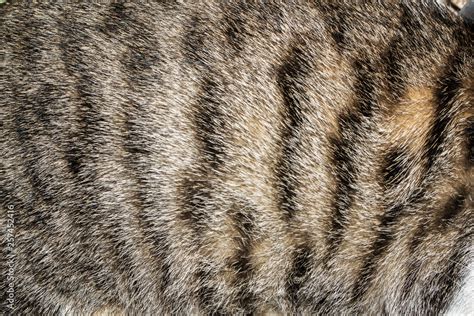 cat fur closeup texture background Stock Photo | Adobe Stock