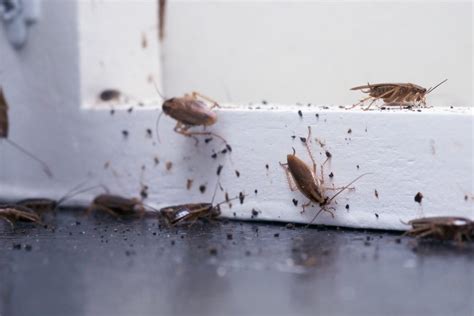 Roaches: The Headache of Every Florida Homeowner - Halo Home Watch