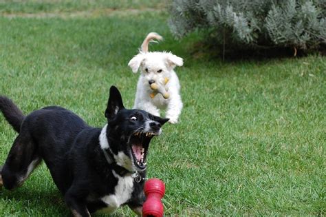 Teaching Your Dog to Fetch: A Quick Beginners Guide – Woof Whiskers