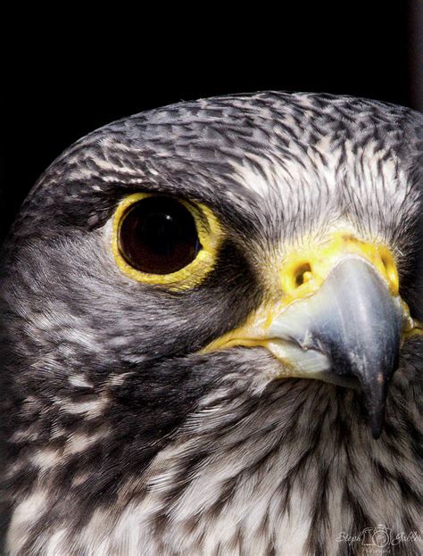 Falcon Eye Photograph by Steph Gabler