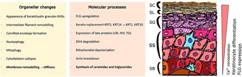 Frontiers | Addressing Differentiation in Live Human Keratinocytes by ...