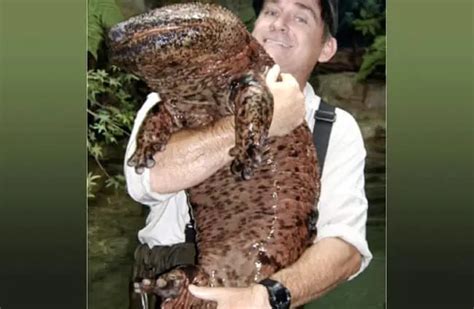 Giant Salamander - Description, Habitat, Image, Diet, and Interesting Facts