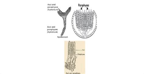 Apothecium structures. | Download Scientific Diagram