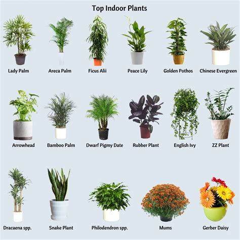 Plants Improve Indoor Air Quality - UF/IFAS Extension Orange County