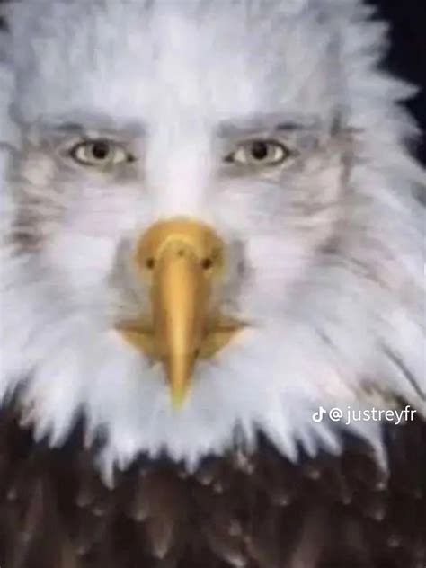 Staring Eagle Meme | Staring Eagle / Marvin Beak | Know Your Meme