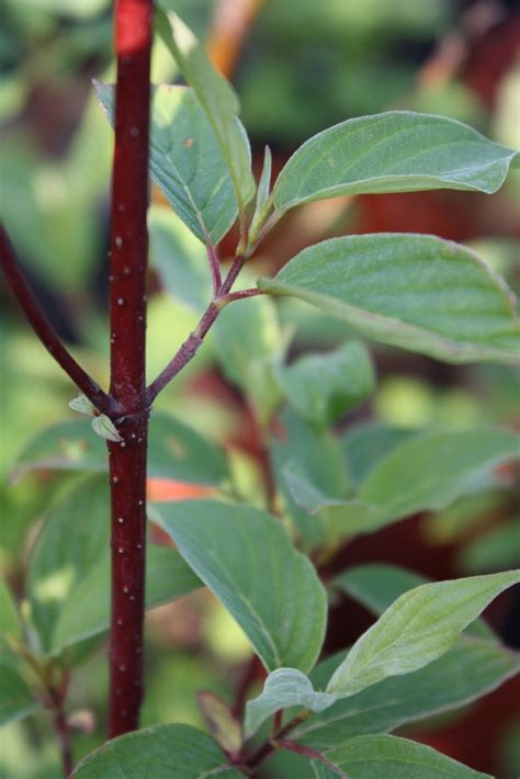 Red Osier Dogwood — Ontario Native Plant Nursery | Container Grown ...