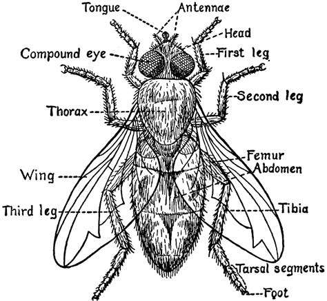 Parts of a Fly | ClipArt ETC