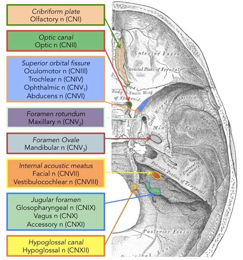 Cranial Foramina - Foramen Ovale - Skull - TeachMeAnatomy