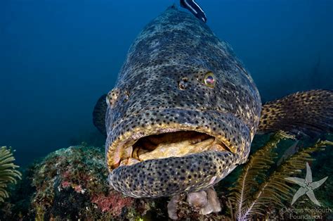 Giant Grouper Fish