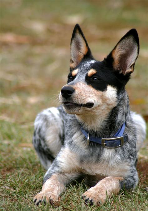 Blue Heeler Names - 200 Brilliant Ideas For Australian Cattle Dog Puppies